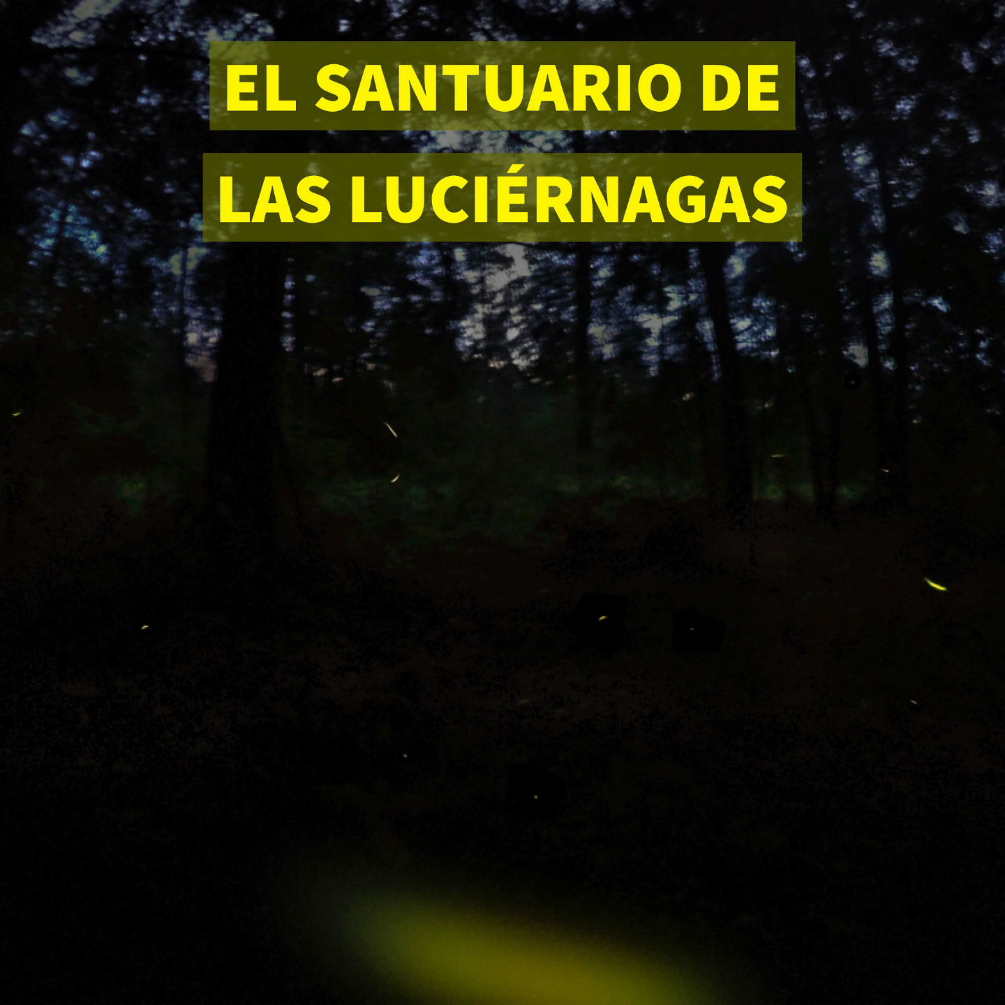 El santuario de las luciérnagas (Tlaxcala) – WIKICHAVA